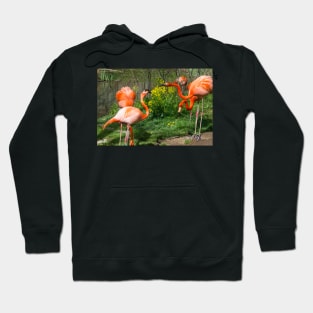 Flamingo Fight Hoodie